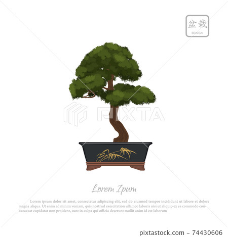 Bonsai tree in pot. Japanese decoration tree. Isolated image 74430606