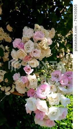 Light rose pink Light rose pink 74430805