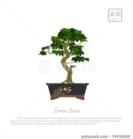 Bonsai tree in pot. Japanese decoration tree. Isolated image 74430898