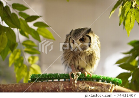 Mizuku盯著附近 74431407