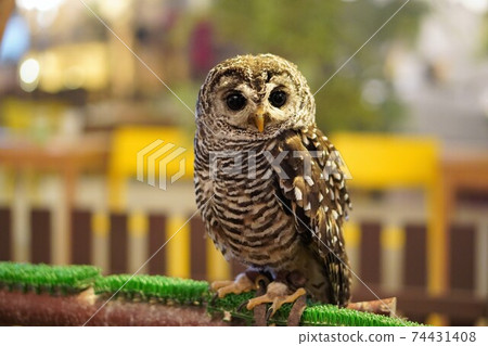 Pet owl like a stuffed animal 74431408