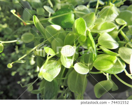 Peperomia 74431552