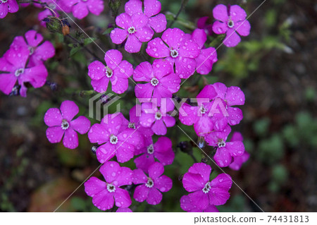 小粉紅色的花朵在雨中濕了Sirene Carolinina 74431813