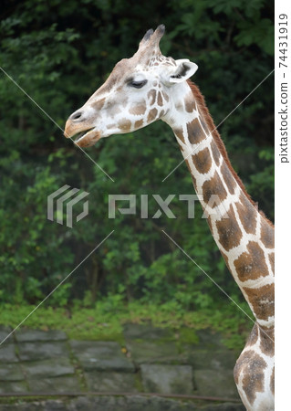 長頸鹿（愛知縣名古屋市愛美麒麟東山動物園和植物園） 74431919