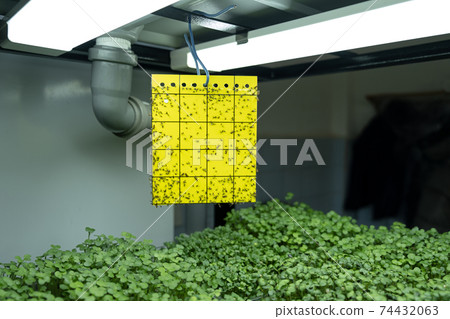Urban microgreen farm. Eco-friendly small business. Baby leaves, phytolamp. Urban microgreen farm. Eco-friendly small business. Baby leaves, phytolamp. 74432063