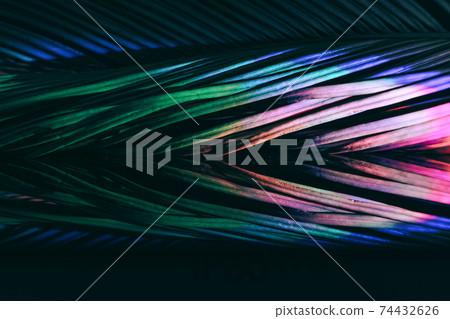 Close up beautiful palm leaf in colorful light. Minimalism retro style concept. Background pattern texture for design. Close up beautiful palm leaf in colorful light. Minimalism retro style concept. Background pattern texture for design. 74432626