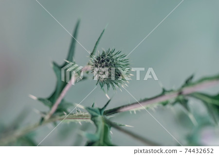 Beautiful abstract flower burdock on a colorful background. Minimalism retro style concept. Background pattern for design. Beautiful abstract flower burdock on a colorful background. Minimalism retro style concept. Background pattern for design. 74432652