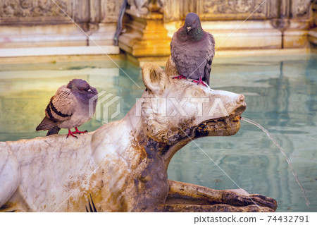 pigeons at Fonte Gaia, Siena, Tuscany, Italy 74432791