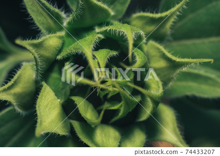 Close up Beautiful sunflower on a nature background. Sunflower field blooming during the Summer. Close up Beautiful sunflower on a nature background. Sunflower field blooming during the Summer. 74433207