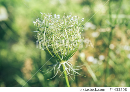 Close up  white wild carrot flowers of a wild greater burdock in summer in the meadow. Nature background pattern texture for design. 74433208