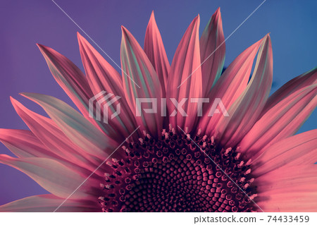 Close up abstract sunflower  plant color red light. Beautiful plant minimal in neon light. Minimalism retro style concept. Background pattern for design. 74433459