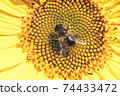 Beautiful sunflower and bee on a nature background.  Sunflower field blooming during the Summer. 74433472