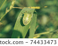 Close Up of linen skin stink bug on the green leaf, The brown marmorated stink bug is an insect in the family Pentatomidae..Nature background pattern texture for design. 74433473