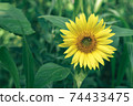 Beautiful sunflower on a nature background.  Sunflower field blooming during the Summer. 74433475