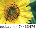 Beautiful sunflower on a nature background.  Sunflower field blooming during the Summer. 74433476