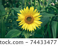 Beautiful sunflower on a nature background.  Sunflower field blooming during the Summer. 74433477