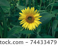 Close up Beautiful sunflower  on a nature background.  Sunflower field blooming during the Summer. 74433479