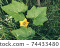 Close up Green leaves and yellow flower of a melon summer in the meadow. Nature background pattern texture for design. 74433480