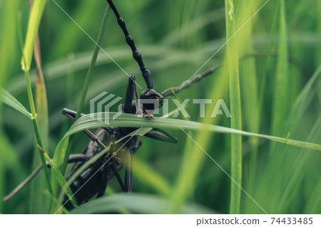 Close Up of linen Ergates faber bug on the green leaf, The black marmorated bug is an insect in the family.. 74433485
