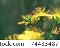 Green leaves and yellow flowers of a wild greater burdock in summer in the meadow. Nature background pattern texture for design. 74433487