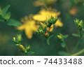 Green leaves and yellow flowers of a wild greater burdock in summer in the meadow. Nature background pattern texture for design. 74433488