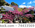Beautiful and cute Toi cherry blossoms in Izu Toi 74433569