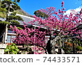 Beautiful and cute Toi cherry blossoms in Izu Toi 74433571