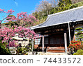 Beautiful and cute Toi cherry blossoms in Izu Toi 74433572
