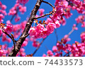 Beautiful and cute Toi cherry blossoms in Izu Toi 74433573