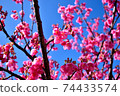 Beautiful and cute Toi cherry blossoms in Izu Toi 74433574