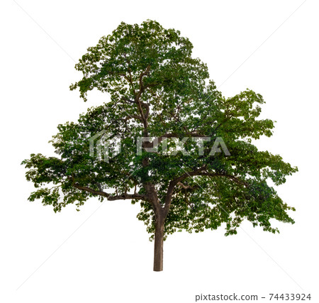 The tree on a white background is great for use as a composition in any photo. The tree on a white background is great for use as a composition in any photo. 74433924