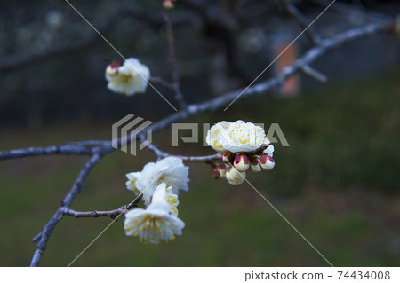 梅花 梅花 74434008