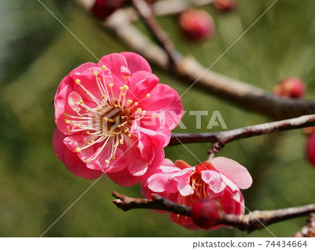 Red flower of flowers 74434664