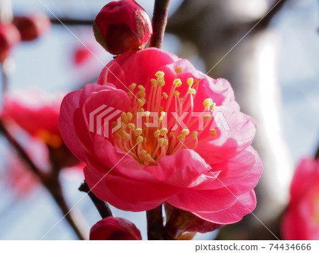 Red flower of flowers 74434666