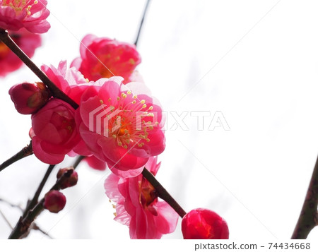 Red flower of flowers Red flower of flowers 74434668