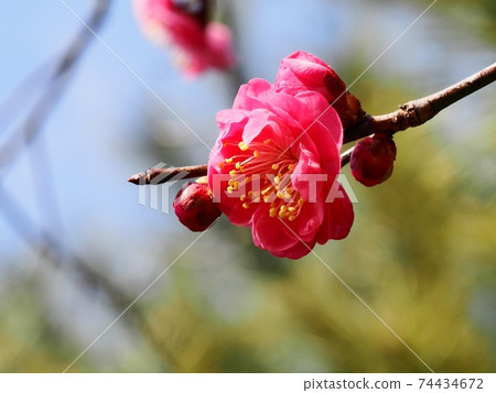 Red flower of flowers Red flower of flowers 74434672