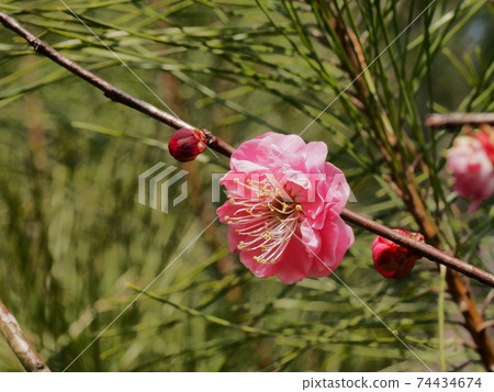 Red flower of flowers Red flower of flowers 74434674
