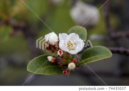 White little flower White little flower 74435037