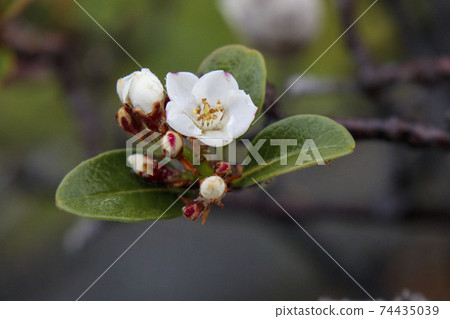 White little flower White little flower 74435039