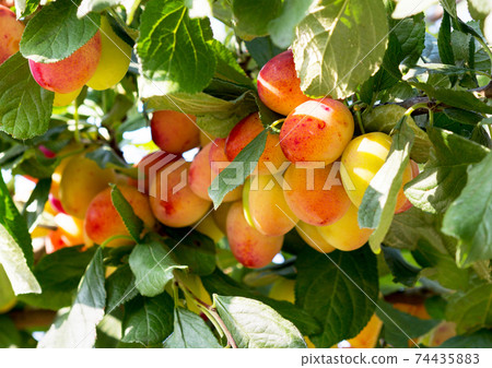 Plum tree with ripe plum fruit in an orchard. Plum tree with ripe plum fruit in an orchard. 74435883
