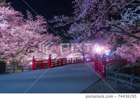 [Aomori] Illuminated cherry blossoms in full bloom in Hirosaki Park 74436295
