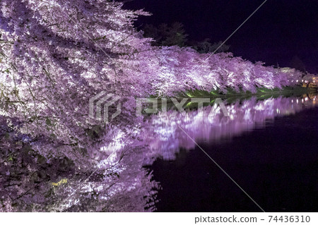 [Aomori] Illumination and reflection of cherry blossoms in full bloom in Hirosaki Park 74436310
