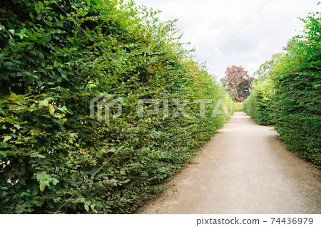 Path in the park of tall bushes of trimmed green bushes in summer 74436979