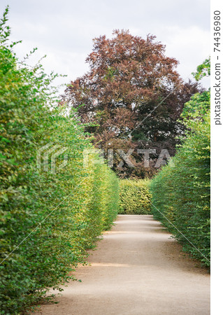 Maze of tall bushes of trimmed green bushes in the park in summer 74436980