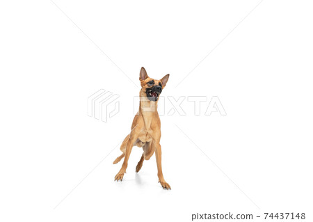 Young Belgian Shepherd Malinois is posing. Cute doggy or pet is playing, running and looking happy isolated on white background. 74437148