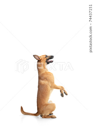 Young Belgian Shepherd Malinois is posing. Cute doggy or pet is playing, running and looking happy isolated on white background. Young Belgian Shepherd Malinois is posing. Cute doggy or pet is playing, running and looking happy isolated on white background. 74437151