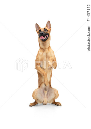 Young Belgian Shepherd Malinois is posing. Cute doggy or pet is playing, running and looking happy isolated on white background. 74437152