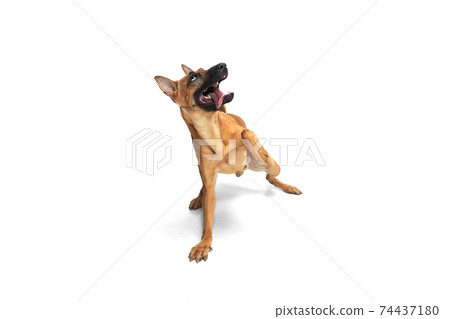 Young Belgian Shepherd Malinois is posing. Cute doggy or pet is playing, running and looking happy isolated on white background. Young Belgian Shepherd Malinois is posing. Cute doggy or pet is playing, running and looking happy isolated on white background. 74437180