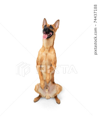 Young Belgian Shepherd Malinois is posing. Cute doggy or pet is playing, running and looking happy isolated on white background. Young Belgian Shepherd Malinois is posing. Cute doggy or pet is playing, running and looking happy isolated on white background. 74437188