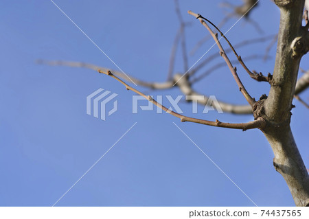 Caucasian lime 74437565